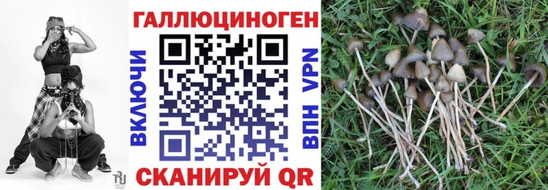 сколько стоит  Темрюк  Псилоцибиновые грибы Magic Shrooms 